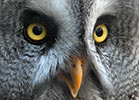 Bartkauz im Vogelpark Herborn-Uckersdorf