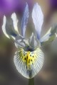 Thumbs/tn_B_Iris_reticulata_DSC7916.jpg