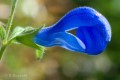 Thumbs/tn_bl_lavendel3157.jpg