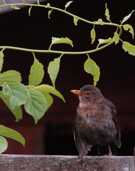 ../Images/DSC_7160Amsel.jpg