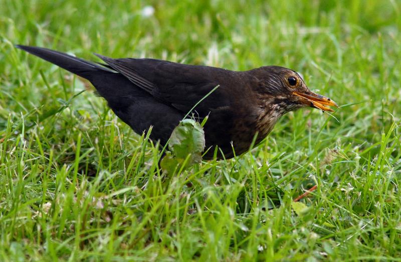 Amsel