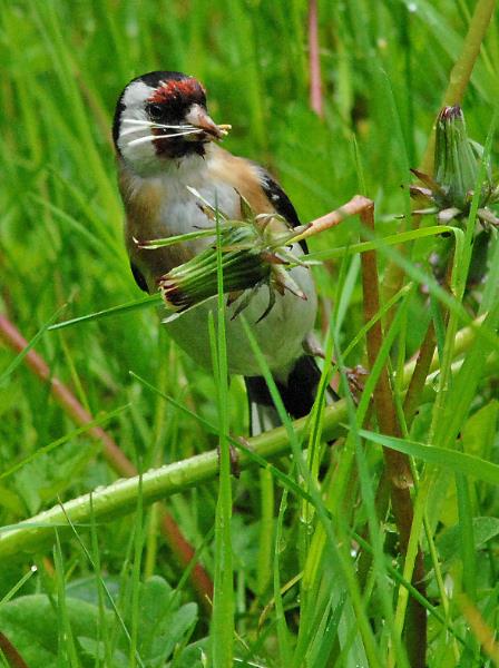 Stieglitz oder auch Distelfink genannt (Carduelis carduelis)