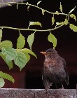 Amsel