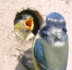 Blaumeise beim Füttern