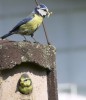 Blaumeise beim Füttern