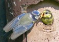 Blaumeise beim Füttern