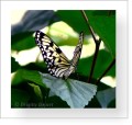 Thumbs/tn_schmetterling10.jpg