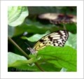 Thumbs/tn_schmetterling11.jpg