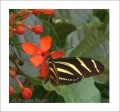 Thumbs/tn_schmetterling13.jpg