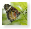 Thumbs/tn_schmetterling3.jpg