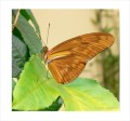 Thumbs/tn_schmetterling4.jpg