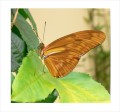 Thumbs/tn_schmetterling4.jpg