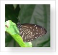 Thumbs/tn_schmetterling7.jpg