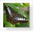 Thumbs/tn_schmetterling8.jpg