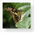 Thumbs/tn_schmetterling9.jpg