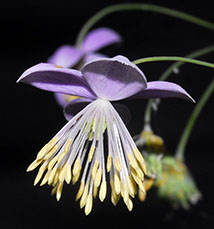 Thalictrum delavayi
