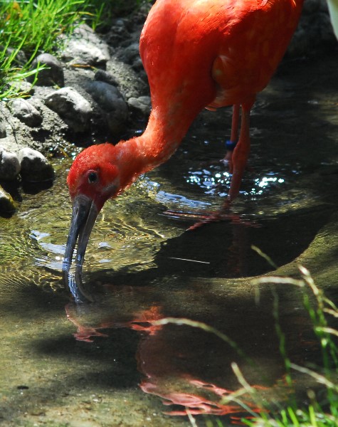 Roter Ibis