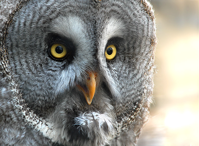 Bartkauz (Strix n. nebulosa)